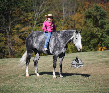 HorseID: 2307785 SK Drifters Chrome -www.AdamsHorseAndMuleCo.com - PhotoID: 1091782
