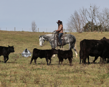 HorseID: 2307785 SK Drifters Chrome -www.AdamsHorseAndMuleCo.com - PhotoID: 1091783