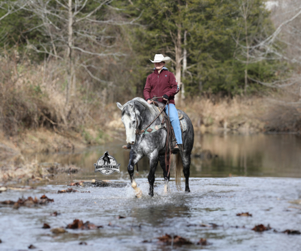 HorseID: 2307785 SK Drifters Chrome -www.AdamsHorseAndMuleCo.com - PhotoID: 1091784