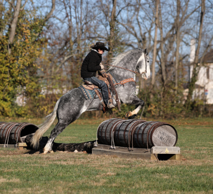HorseID: 2307785 SK Drifters Chrome -www.AdamsHorseAndMuleCo.com - PhotoID: 1091785