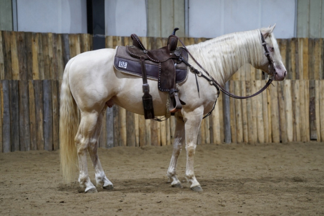 HorseID: 2307788 Shiny French Boy - PhotoID: 1091802