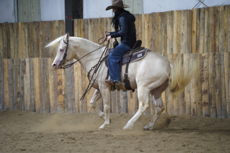 HorseID: 2307788 Shiny French Boy - PhotoID: 1091804