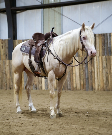 HorseID: 2307788 Shiny French Boy - PhotoID: 1091805
