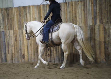 HorseID: 2307788 Shiny French Boy - PhotoID: 1091806