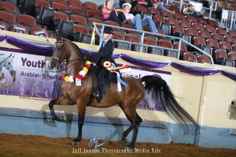 HorseID: 2307792 Afire Starter MCL - PhotoID: 1091808