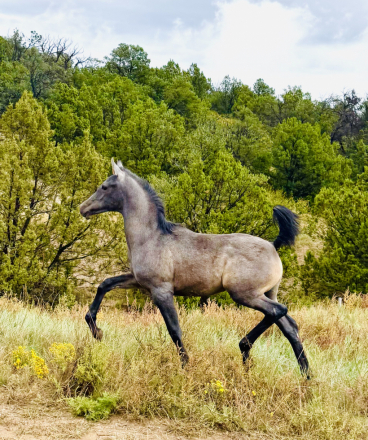 HorseID: 2307793 Rashad Reimagined JWA - PhotoID: 1091810