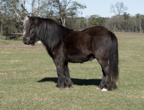HorseID: 2307794 Nelly (Half FELL pony) - PhotoID: 1091809