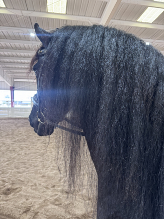 HorseID: 2307795 Lord - PhotoID: 1091812