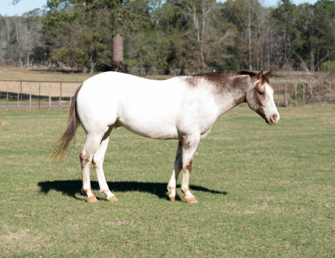 HorseID: 2307796 CHR Mae Dayz Bud - PhotoID: 1091815