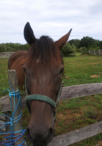 HorseID: 2307798 Fancy Pepper - PhotoID: 1091816