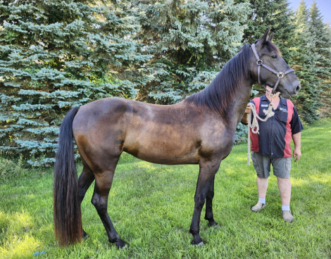 HorseID: 2307804 Boyz Pride and Joy - PhotoID: 1091817