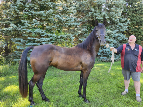 HorseID: 2307804 Boyz Pride and Joy - PhotoID: 1091818