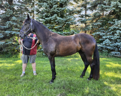 HorseID: 2307804 Boyz Pride and Joy - PhotoID: 1091819