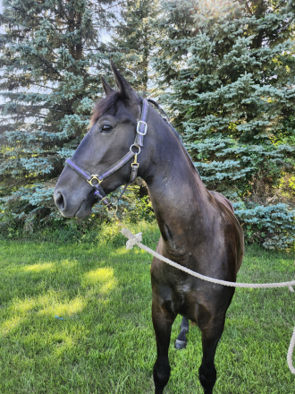 HorseID: 2307804 Boyz Pride and Joy - PhotoID: 1091820