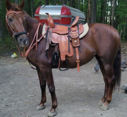 HorseID: 2307805 Jolene - PhotoID: 1091821