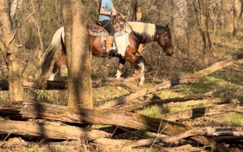 HorseID: 2307806 Picasso - 6 Year Old Ranch / Trail Horse Deluxe - PhotoID: 1091822