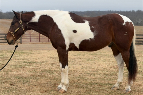 HorseID: 2307806 Picasso - 6 Year Old Ranch / Trail Horse Deluxe - PhotoID: 1091823