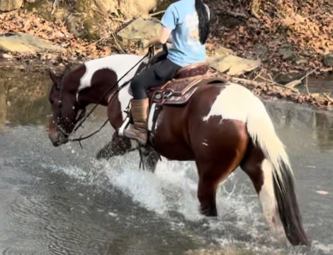 HorseID: 2307806 Picasso - 6 Year Old Ranch / Trail Horse Deluxe - PhotoID: 1091825