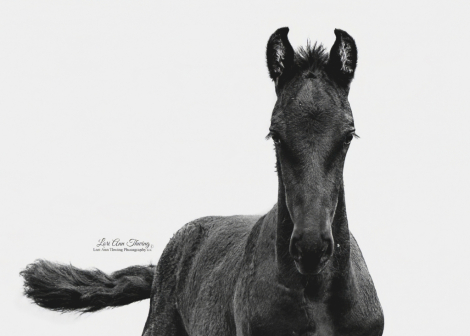 HorseID: 2307809 Frank - PhotoID: 1091828