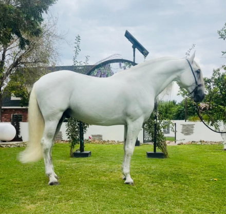 HorseID: 2307810 Zahonero Monterrey - PhotoID: 1091831