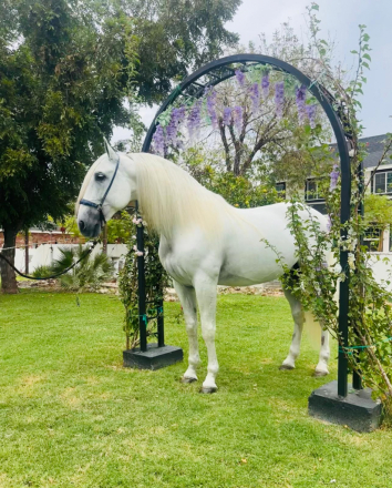 HorseID: 2307810 Zahonero Monterrey - PhotoID: 1091832