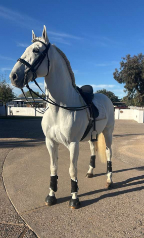 HorseID: 2307810 Zahonero Monterrey - PhotoID: 1091830