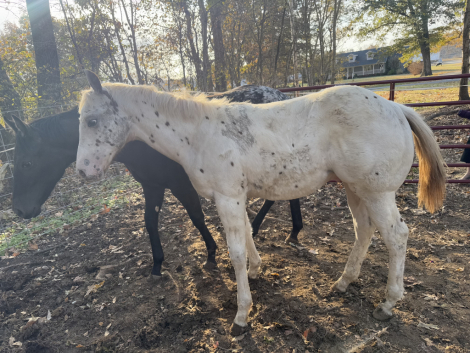 HorseID: 2307811 Exalted Mister - PhotoID: 1091834