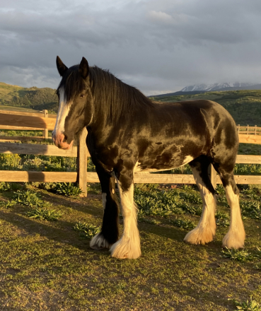 HorseID: 2307812 Cey's Becky - PhotoID: 1091837