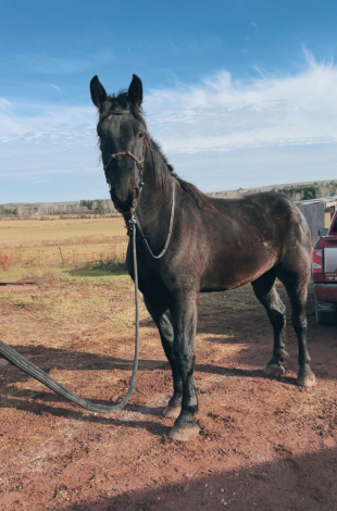 HorseID: 2307817 Goliath - PhotoID: 1091838