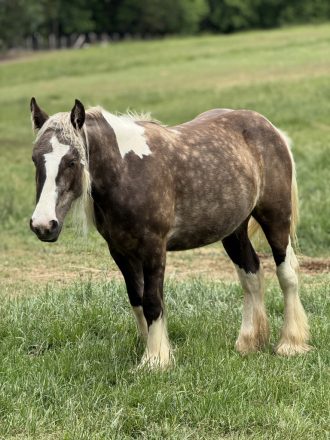HorseID: 2307823 Warlock’s Playboy Bunny - PhotoID: 1091847