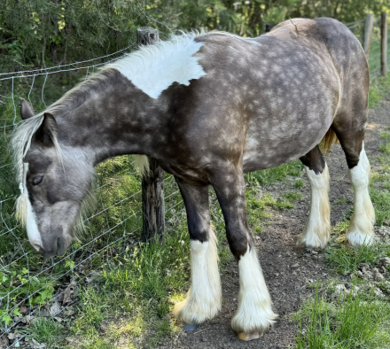 HorseID: 2307823 Warlock’s Playboy Bunny - PhotoID: 1091848