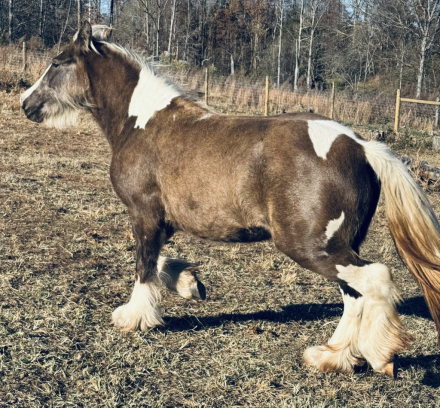 HorseID: 2307823 Warlock’s Playboy Bunny - PhotoID: 1091850