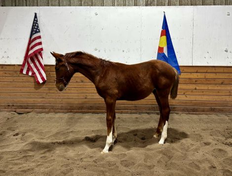 HorseID: 2307826 Theron CH - PhotoID: 1091844