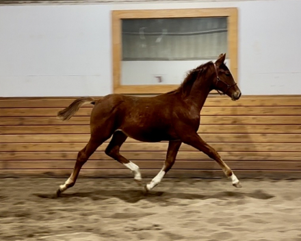 HorseID: 2307826 Theron CH - PhotoID: 1091845