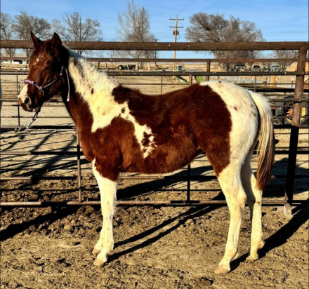 HorseID: 2307827 WYOMINGS RED ASPEN - PhotoID: 1091851