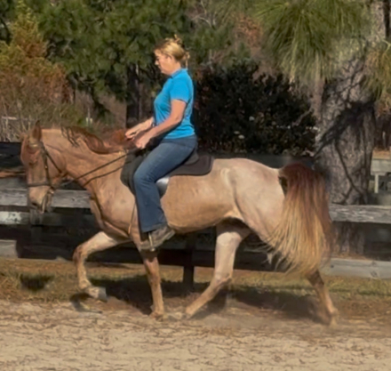 HorseID: 2307830 North of Richmond - PhotoID: 1091861