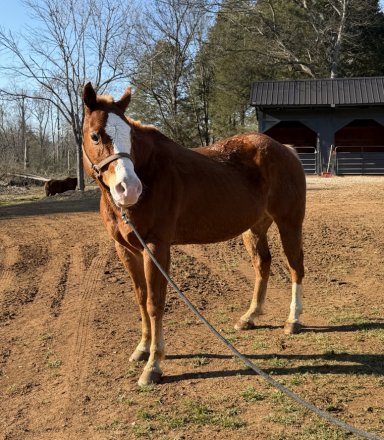 HorseID: 2307844 Castle - PhotoID: 1091863