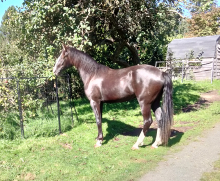 HorseID: 2307845 Felix - PhotoID: 1092653