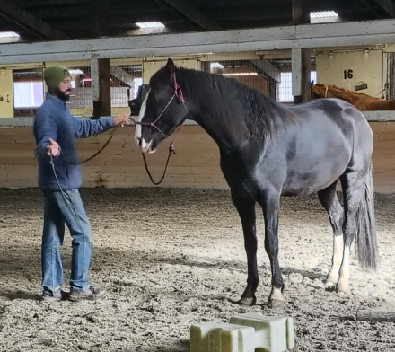 HorseID: 2307845 Felix - PhotoID: 1092655