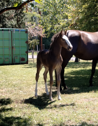 HorseID: 2307845 Felix - PhotoID: 1092656