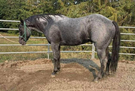 HorseID: 2307846 Bar O Hucklberry Blu - PhotoID: 1091864