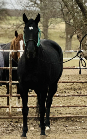 HorseID: 2307847 Archs Pearl Black - PhotoID: 1091865