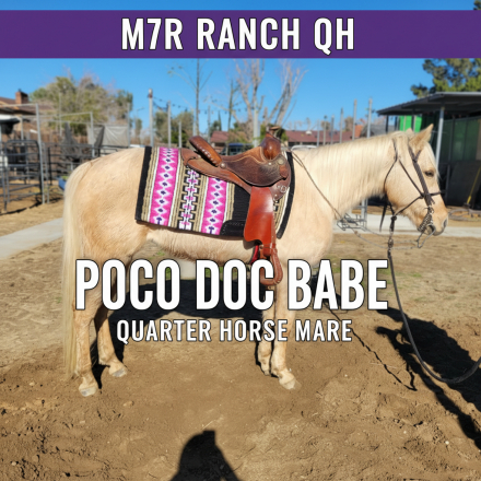 HorseID: 2307850 M7R POCO DOC BABE - PhotoID: 1092044