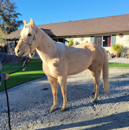 HorseID: 2307850 M7R POCO DOC BABE - PhotoID: 1092045