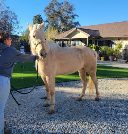 HorseID: 2307850 M7R POCO DOC BABE - PhotoID: 1092046