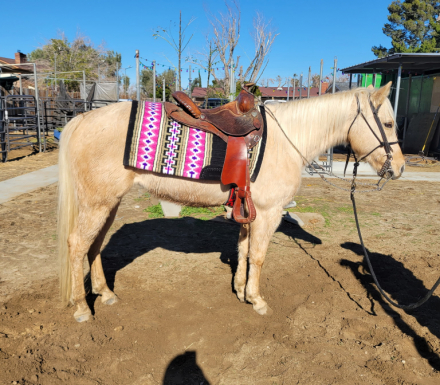 HorseID: 2307850 M7R POCO DOC BABE - PhotoID: 1092047