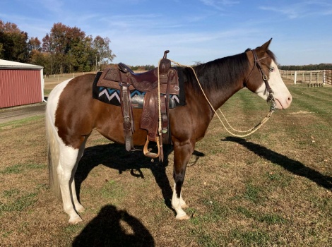 HorseID: 2307851 Fun Gun Lena - PhotoID: 1091866