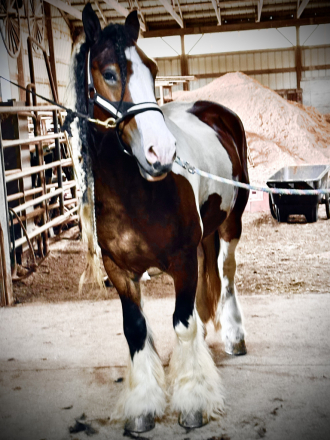 HorseID: 2307852 Hersheys Golden Reo - PhotoID: 1091917