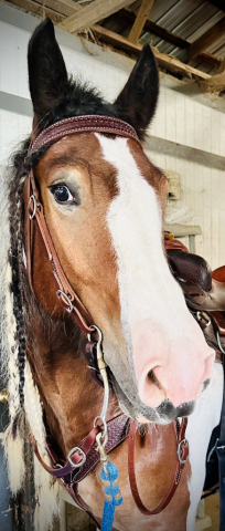 HorseID: 2307852 Hersheys Golden Reo - PhotoID: 1091918