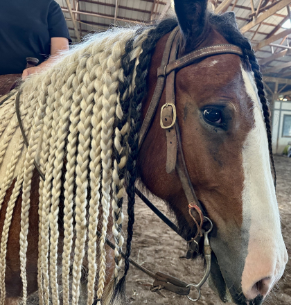 HorseID: 2307852 Hersheys Golden Reo - PhotoID: 1091919